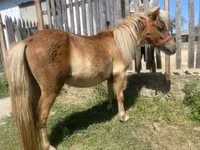 Cavalo, Indian half-bred — foto 5