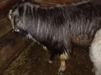 Cabro, Cabras — foto 2