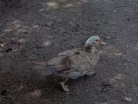 Ev Muskovisi — foto 3