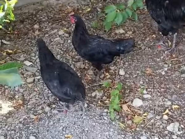 Chickens — Azerbaijan