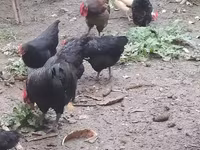 Australian Pit Game fowl — photo 4