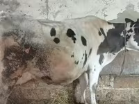 Rinder (Partie, Geschlecht nicht angegeben), Russian Black pied cattle — Foto 3