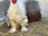 براهما — الصورة 4