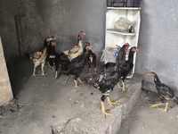 Chickens — الصورة 4