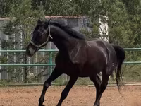 Kůň, Trakehner — foto 3