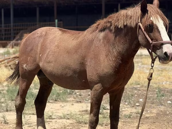 Kůň, Kazakh horse