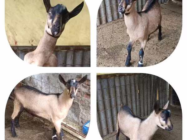 Kozel, Alpine goat