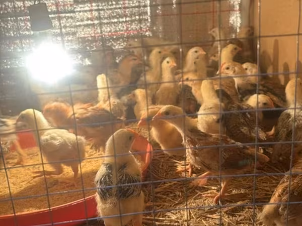 Chickens