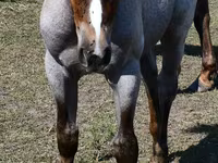 Madyan, Quarter Horse — foto 5
