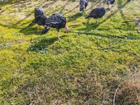 Turkeys — photo 6
