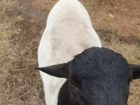 Carnero, Dorper sheep — foto 1