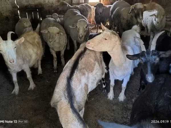 Kozy (šarže, pohlaví neuvedeno), Kozy