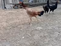 Chickens — photo 3