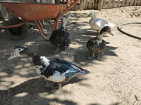 Ducks — 照片 1