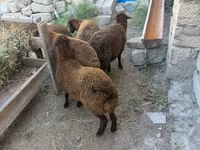 Sheep, Sheep — photo 2