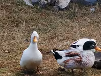 Ducks — foto 4