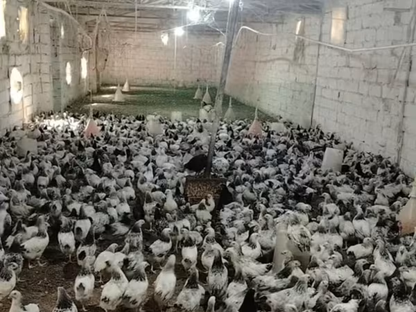 Chickens — Azerbaijan