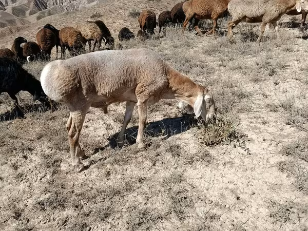 Ovce, Arashan sheep