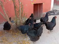 Australorp — photo 5