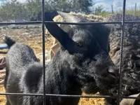 Kozioł, Dutch Landrace goats — zdjęcie 3