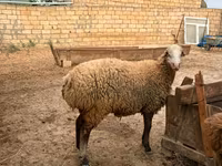 Qoyun, Apsheron sheep — foto 8