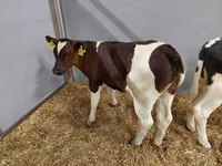 Bovinos (lote, sexo no especificado), Raza Holstein — foto 4