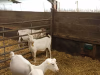 Keçi, Saanen goat — foto 2