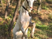 बकरा, Nubian Goat — फ़ोटो 3