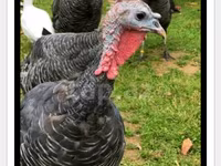 Turkeys — photo 3