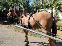 Cavalo, Fjогd — foto 3