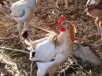 Chickens — photo 8