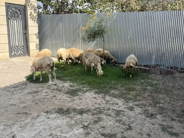 Qoç, Qoyunlar — Azərbaycan