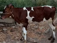 İnək, Simmental cattle — foto 2