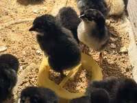 Australorp — foto 4