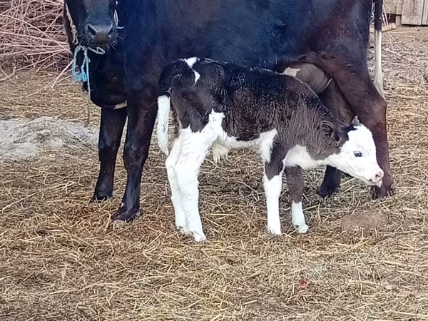 Cow, Holstein breed — Azerbaijan