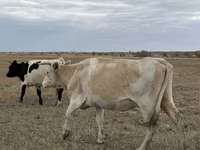 Vaca, Latvian Blue cattle — foto 1