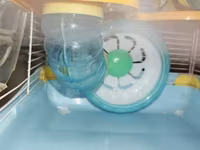 Dəbilqəli hamster üçün çoxmərtəbəli qəfəs dəsti - Rənglər: açıq mavi — фото 3