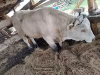 सांड, लिमोज़िन गाय — फ़ोटो 4