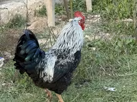 Chickens — photo 4