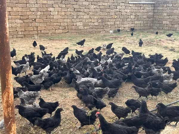 Chickens — Азербайджан