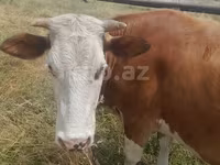 Cow, Red-spotted breed — photo 1