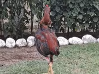 Chickens — photo 3
