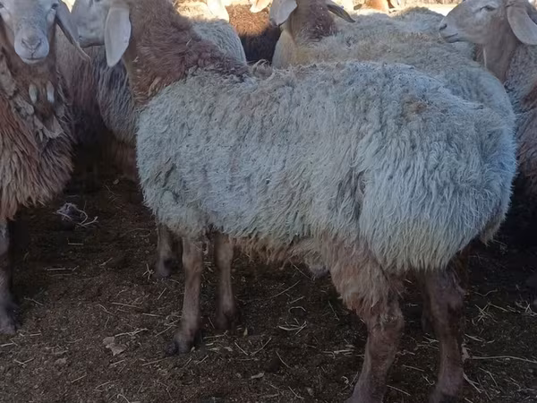 Qoʻchqor, Arashan sheep