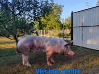 Knur, Świnie — zdjęcie 1