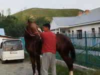 At, Karabair horse — foto 8