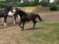At, Hucul pony — foto 1