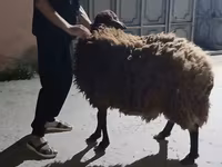 Qoyunlar (partiya, cinsi göstərilməyib), Karakul sheep — foto 1
