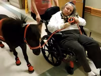 Horse (M), Miniature horse — photo 1