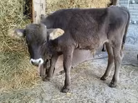 Bull, Swiss cattle — photo 4