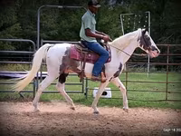 Horse (M), National Show Horse — photo 5